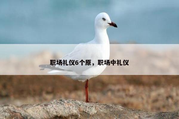 职场礼仪6个原，职场中礼仪