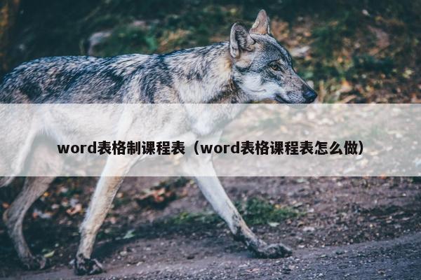 word表格制课程表（word表格课程表怎么做）